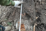挖樹根機器